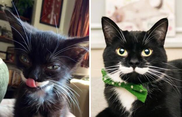“给猫吃了我的外卖，结果它突然失明了？”