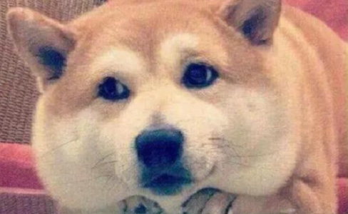 疫情居家隔离期间该如何遛狗?来看网友们各显神通!