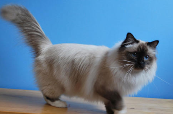伯曼猫和电烫卷猫打架谁更厉害