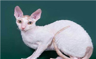 奥西猫和柯尼斯卷毛猫打架谁更厉害