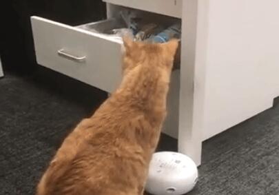 猫咪会模仿主人的行为吗？