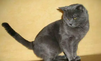 阿比西尼亚猫和夏特尔猫打架谁更厉害