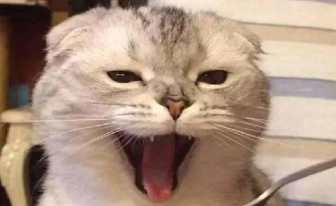 别再羡慕别家猫乖巧粘人了，知道这些你也可以......