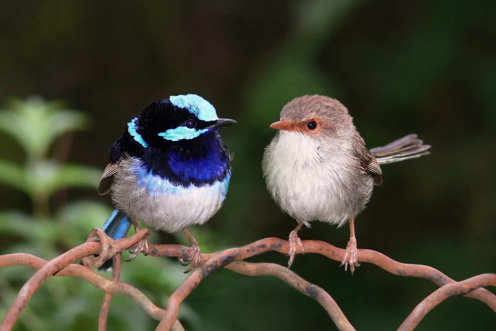 玩赏鸟的分类有哪些 鸣唱型的种类特点