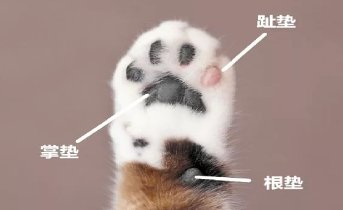毛孩子肉垫硬硬的？小心一不注意变成“大干皮”！