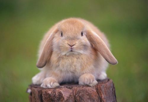 法国垂耳兔的寿命长短受什么影响 受饲养方法影响
