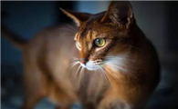 阿比西尼亚猫和曼岛无尾猫哪个好养