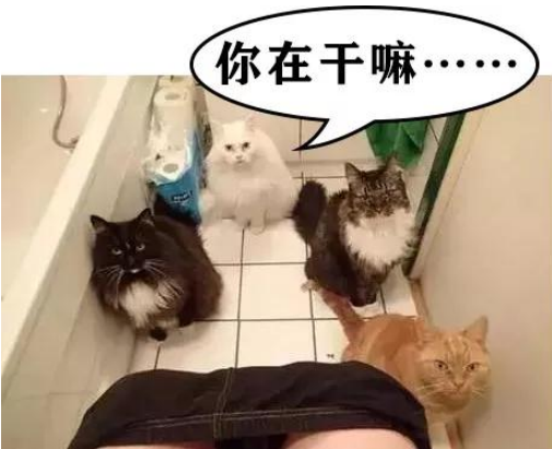 家里猫主子居然是个LSP,连洗澡、上厕所都要跟着! 家里猫主子居然是个LSP,连洗澡、上厕所都要跟着!