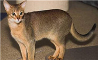 阿比西尼亚猫和缅因猫哪个好养