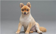 狗狗的部分犬叫的含义