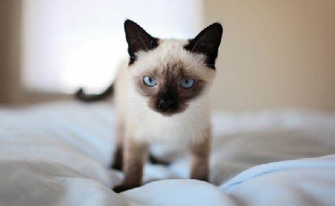 猫犯错后，如何正确的教育？