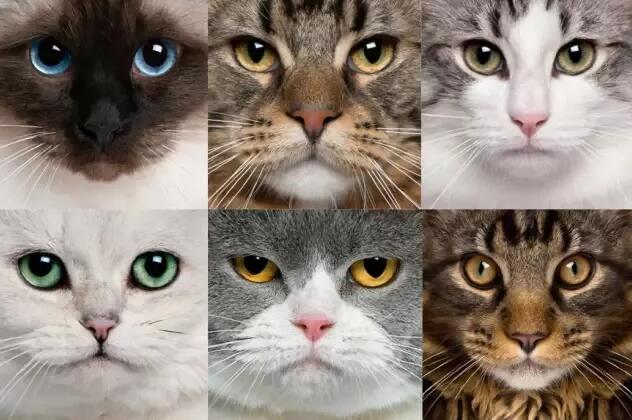 猫脸越大，猫咪越渣？！