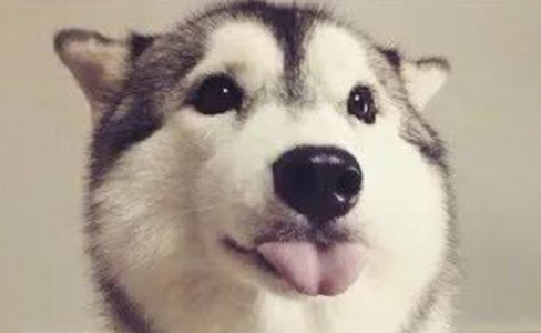 狗咬吕洞宾，不识好人心？狗：这个锅我背够了！
