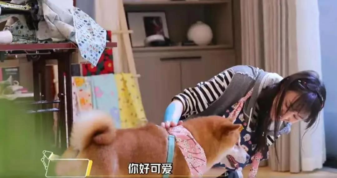 分手就弃养？狗狗做错了什么！我劝这类人还是别害狗了吧！