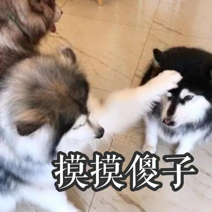 狗狗会记仇吗?.jpg 狗狗会记仇吗?.jpg