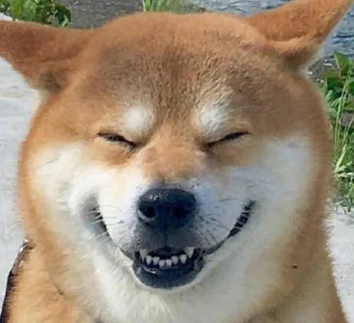 狗狗会记仇吗?.jpg 狗狗会记仇吗?.jpg