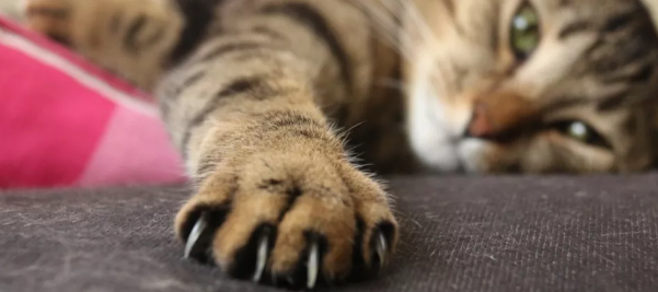 “猫咪总是咬人，我都想把它丢了...”.png