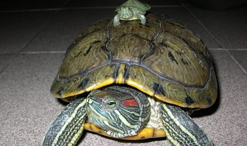 巴西翠龟越冬死亡症的防治方法