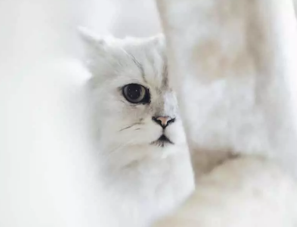 了不得了！这是什么神仙猫咪，居然自学了「隐身法术」