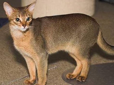 阿比西尼亚猫和西伯利亚猫哪个好养