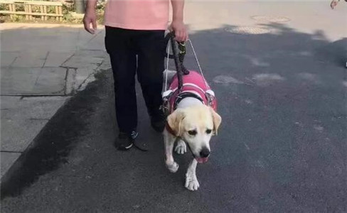 10岁退役导盲犬不愿与主人分开，临行前…它拼命爬回主人脚边！