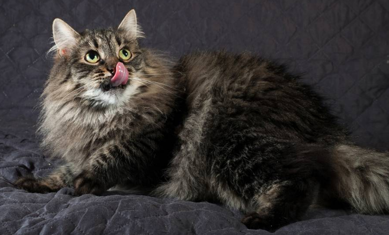 奥西猫和西伯利亚猫打架谁更厉害 奥西猫和西伯利亚猫打架谁更厉害