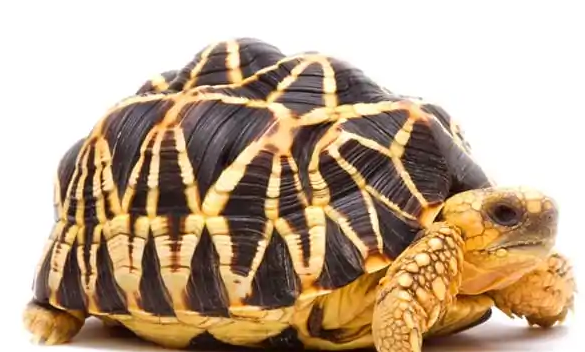 缅甸星龟的喂养方法有哪些
