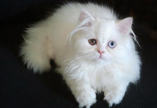 波斯猫和柯尼斯卷毛猫打架谁更厉害