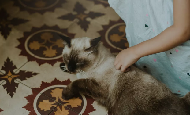 猫犯错后,如何正确的教育? 猫犯错后,如何正确的教育?