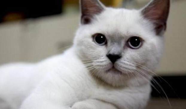 奥西猫和重点色短毛猫打架谁更厉害
