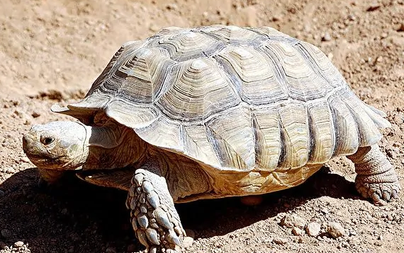 关于苏卡达象龟，你们了解多少？