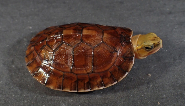 值得一看的百色闭壳龟科普小知识