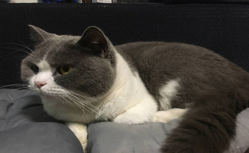 醒醒吧！你永远叫不醒一个爱“尿床”的猫？