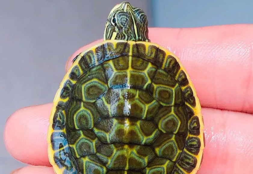 很适合家养的鸡龟一份挑选技巧来看看