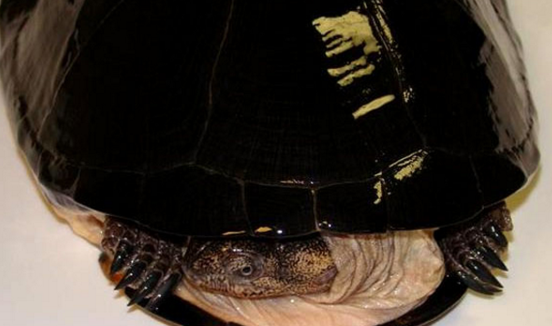 非洲棱背泥龟的科普小知识~速来收藏!