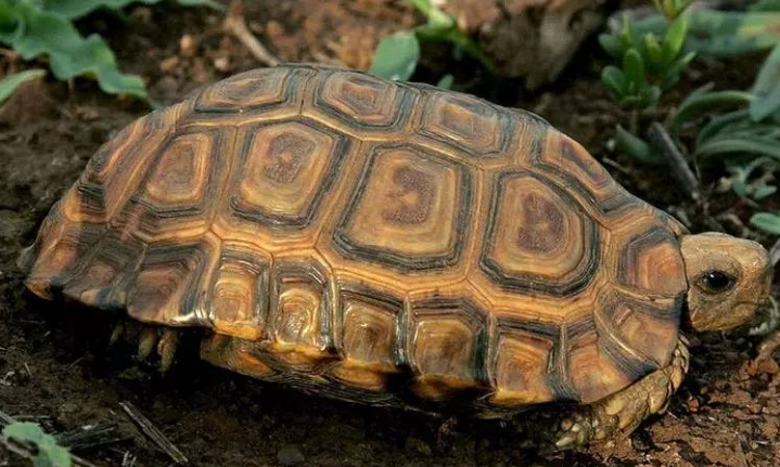努力生存的纳塔尔折背陆龟，想了解一下吗？
