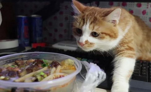 猫主子为何对食物做出埋屎动作，难道真的有这么嫌弃吗