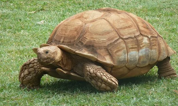 关于苏卡达象龟，你们了解多少？