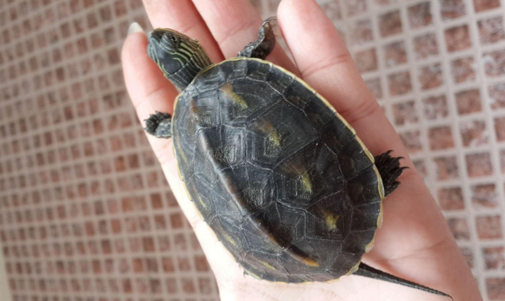 介绍一下温顺可爱的中华花龟 宠物网