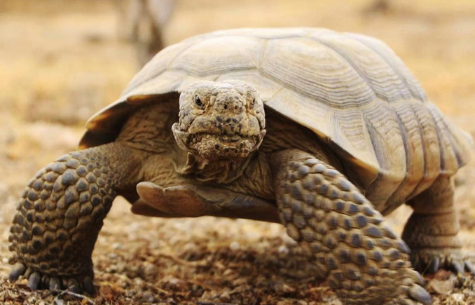 关于沙漠地鼠龟的信息，你知道多少呢？
