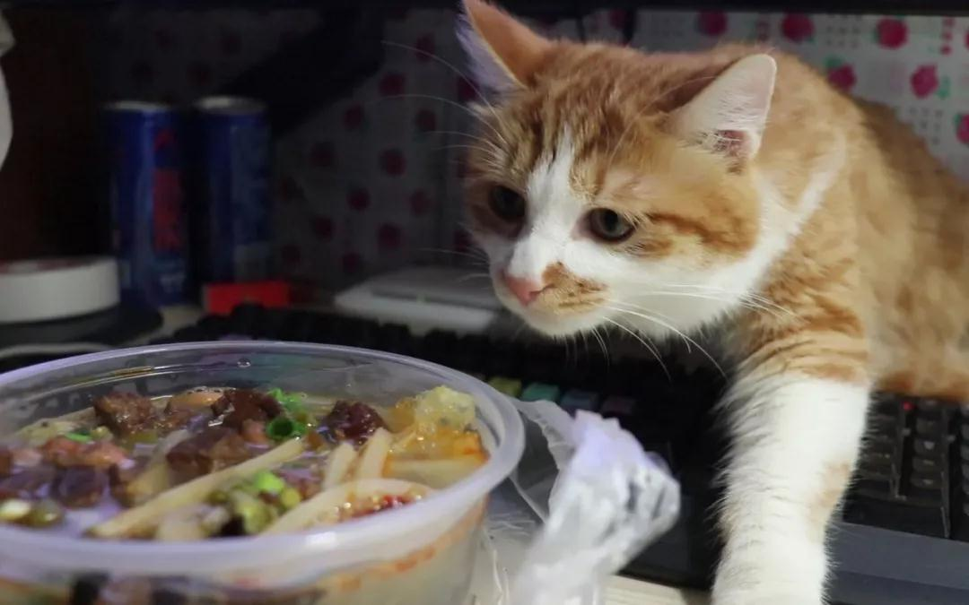 猫主子为何对食物做出埋屎动作，难道真的有这么嫌弃吗