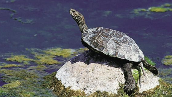 中国特有品种——菲氏花龟，大家了解多少？