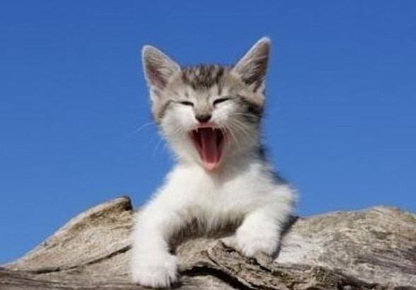 猫咪：君子动口不动手，我们吵架全靠吼！