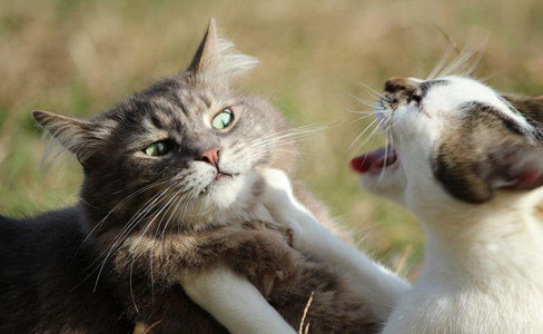 猫咪：君子动口不动手，我们吵架全靠吼！