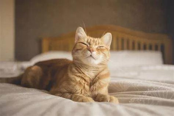 醒醒吧！你永远叫不醒一个爱“尿床”的猫？