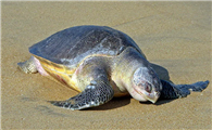 这篇关于太平洋丽龟的科普文，你一定不要错过哦~