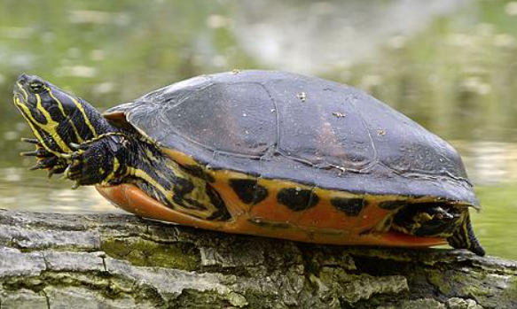 佛罗里达红肚龟难以辨识你一定漏了这几个特征