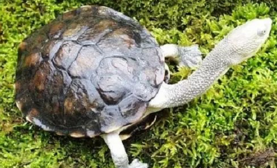 身长一尺半，脖子占一半，南美蛇颈龟了解一下