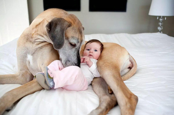 泪目！狗子与宝宝的那些友爱瞬间……