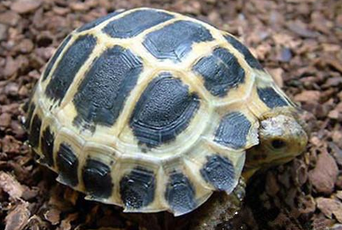 如同“吸血鬼”一般的乌龟——特拉凡柯陆龟